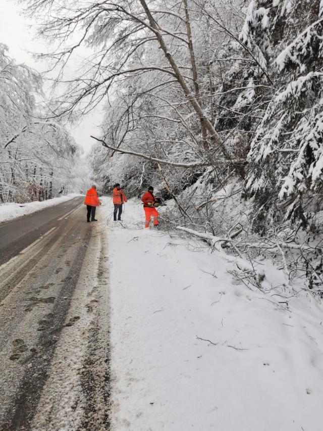 Traficul pe DN 17B în zona Călinești - Chiril a fost blocat timp de o oră după ce un copac a căzut peste o linie electrică