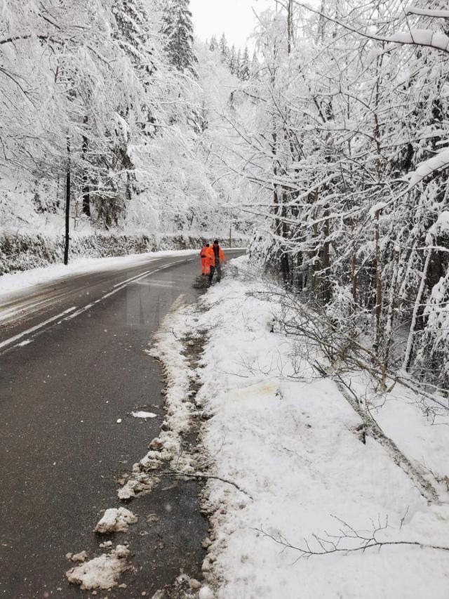 Traficul pe DN 17B în zona Călinești - Chiril a fost blocat timp de o oră după ce un copac a căzut peste o linie electrică