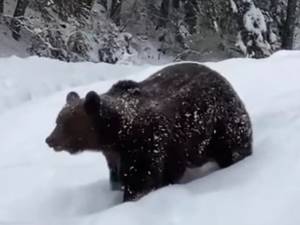 Imagini spectaculoase cu două exemplare de urs la Ocolul Silvic Broșteni