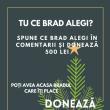 Expoziție de brazi de Crăciun, la Fălticeni. În schimbul unei donații de 500 de lei poți primi un brad împodobit, după data de 20 decembrie