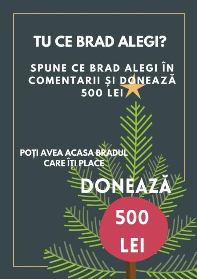 Expoziție de brazi de Crăciun, la Fălticeni. În schimbul unei donații de 500 de lei poți primi un brad împodobit, după data de 20 decembrie