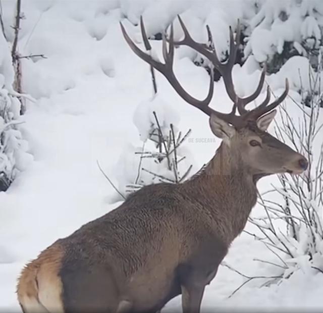 Un frumos exemplar de cerb, surprins într-o filmare la Ocolul Silvic Broșteni