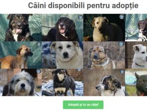 Câini disponibili pentru adopție