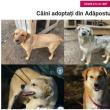 Caini adoptati din adapostul public al Sucevei