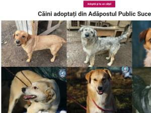 Caini adoptati din adapostul public al Sucevei