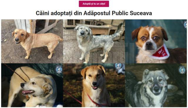 Caini adoptati din adapostul public al Sucevei