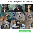 Câini disponibili pentru adopție