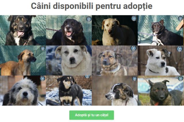 Câini disponibili pentru adopție