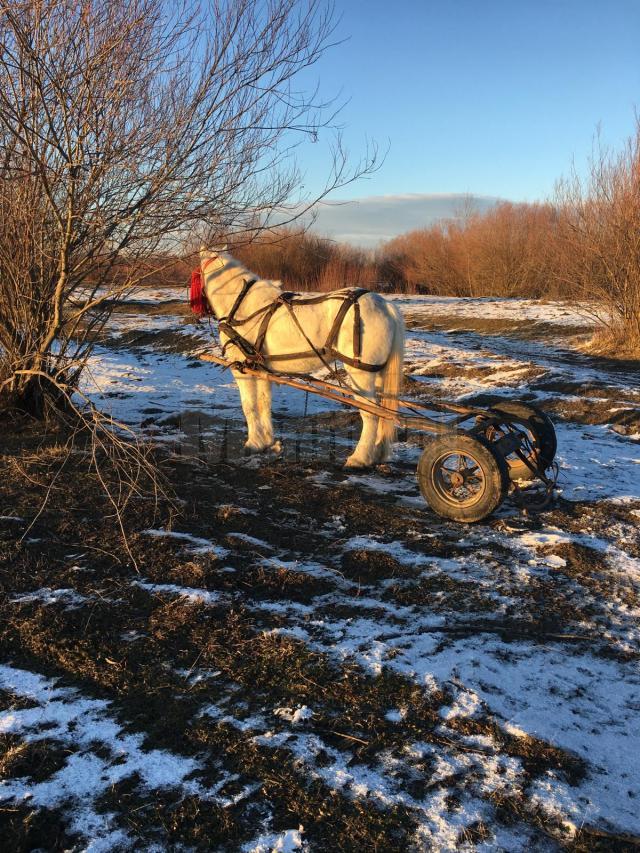 Un bărbat de 50 de ani s-a înecat în râul Moldova, la Cornu Luncii