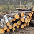 Dosar penal pentru două infracțiuni și aproape 100 mc lemn confiscat, după un control ...