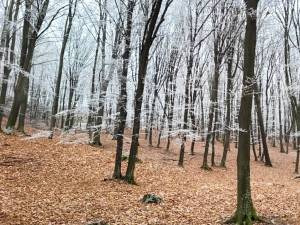 Superb peisaj hibernal cu arborete de carpen, la Ocolul Silvic Dolhasca