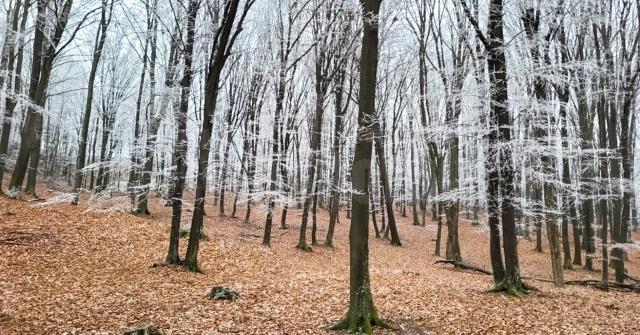 Superb peisaj hibernal cu arborete de carpen, la Ocolul Silvic Dolhasca