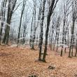 Superb peisaj hibernal cu arborete de carpen, la Ocolul Silvic Dolhasca