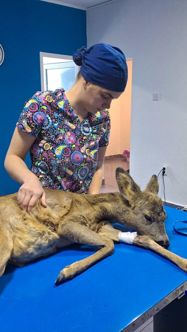 O căprioară care avea dificultăți de respirație a devenit pacientul unei clinici veterinare din municipiul Suceava