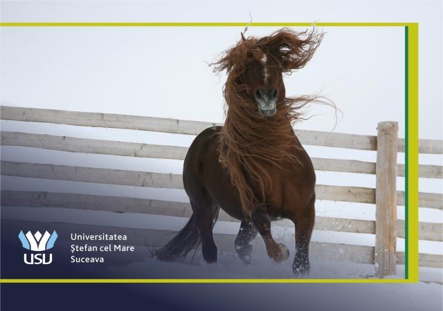 Calul Molid in fotografii semnate de Codruț Șerban