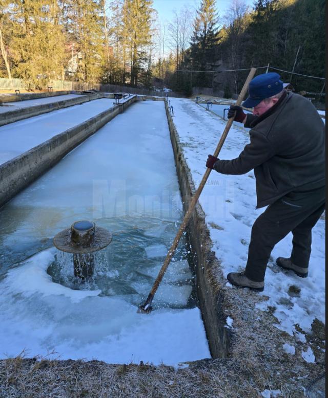 Valea Brodinei, una dintre cele mai vechi păstrăvării din România, a ajuns la o producție de cca 8 tone anual