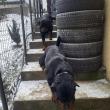 Doi rottweileri, câini de pază, foarte puternici, găsiți pe străzile Sucevei 2