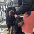 Doi rottweileri, câini de pază, foarte puternici, găsiți pe străzile Sucevei