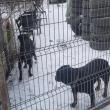 Cei doi Rottweileri care au rătăcit prin Suceava au ajuns în cele din urmă la casa lor, cu ajutorul Jandarmeriei și a celor de la Adăpostul Public