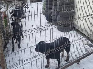 Cei doi Rottweileri care au rătăcit prin Suceava au ajuns în cele din urmă la casa lor, cu ajutorul Jandarmeriei și a celor de la Adăpostul Public