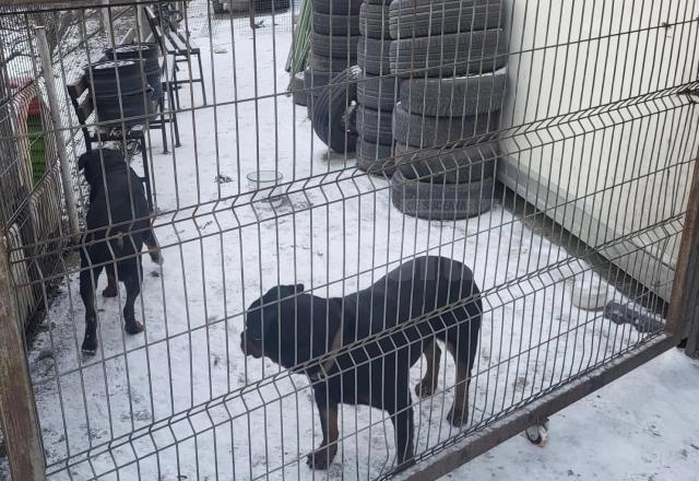 Cei doi Rottweileri care au rătăcit prin Suceava au ajuns în cele din urmă la casa lor, cu ajutorul Jandarmeriei și a celor de la Adăpostul Public