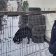 Cei doi Rottweileri care au rătăcit prin Suceava au ajuns în cele din urmă la casa lor, cu ajutorul Jandarmeriei și a celor de la Adăpostul Public