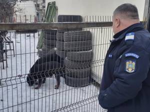 Cei doi Rottweileri care au rătăcit prin Suceava au ajuns în cele din urmă la casa lor, cu ajutorul Jandarmeriei și a celor de la Adăpostul Public