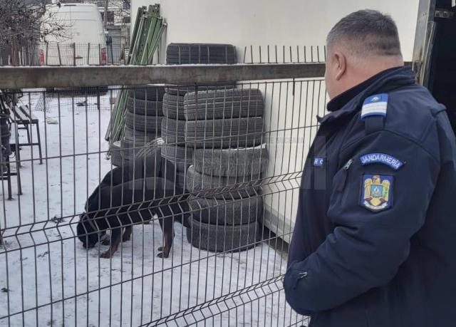 Cei doi Rottweileri care au rătăcit prin Suceava au ajuns în cele din urmă la casa lor, cu ajutorul Jandarmeriei și a celor de la Adăpostul Public