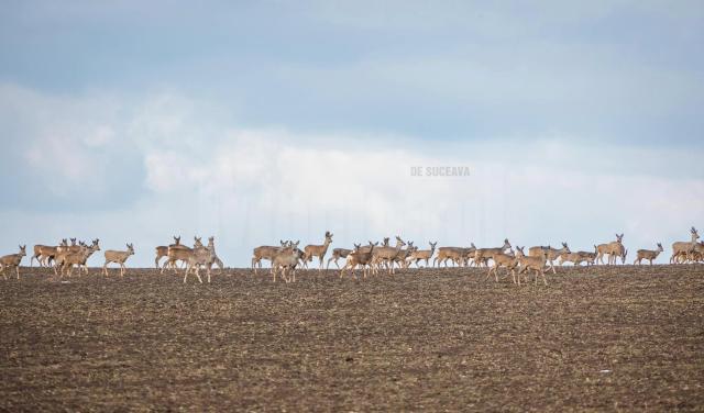 Cârd uriaș, cu peste 100 de căprioare, surprins de un cunoscut fotograf  îndrăgostit de Bucovina. Foto Cătălin URDOI