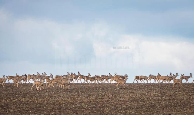 Cârd uriaș, cu peste 100 de căprioare, surprins de un cunoscut fotograf  îndrăgostit de Bucovina. Foto Cătălin URDOI