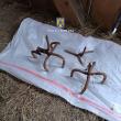 Un sucevean care se declară iubitor de natură, reținut în arest pentru amplasarea de ...