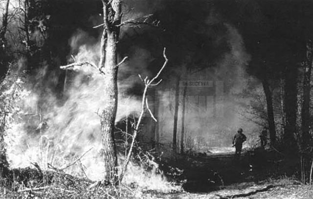 Presa veche 19 ianuarie cu foto PĂDURE INCENDIATĂ (1)