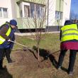 Plantarea a 2000 de arbori și arbuști a fost demarată pe 5 martie în municipiul Suceava