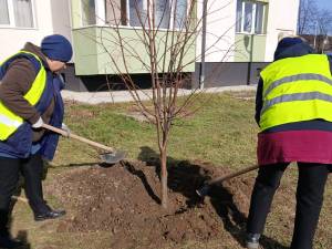 Plantarea a 2000 de arbori și arbuști a fost demarată pe 5 martie în municipiul Suceava