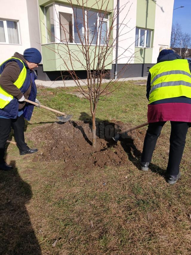 Plantarea a 2000 de arbori și arbuști a fost demarată pe 5 martie în municipiul Suceava