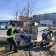 Plantarea a 2000 de arbori și arbuști a fost demarată pe 5 martie în municipiul Suceava