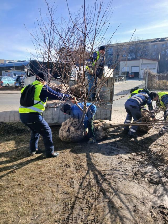 Plantarea a 2000 de arbori și arbuști a fost demarată pe 5 martie în municipiul Suceava