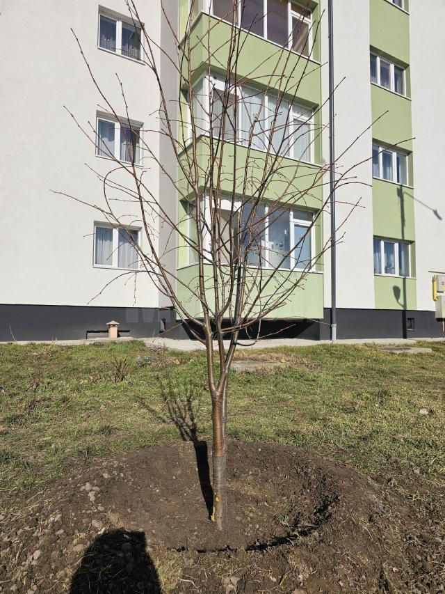 Plantarea a 2000 de arbori și arbuști a fost demarată pe 5 martie în municipiul Suceava