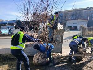 Plantarea a 2.000 de arbori și arbuști a fost demarată pe 5 martie în municipiul Suceava