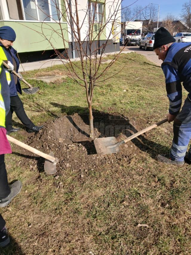 Aproape 1.100 de arbori și arbuști ornamentali au fost plantați pentru înfrumusețarea Sucevei