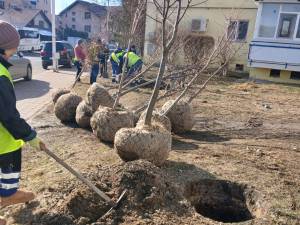 Campania de plantare de arbori și arbuști în municipiul Suceava - primăvara 2025