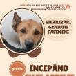 La Fălticeni, campanie de sterilizare gratuită a câinilor cu stăpân