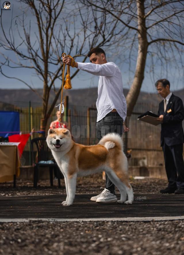 Adrian Saghin din Vatra Moldoviței a obținut cu patrupedul Okumo titlul european la un concurs dedicat rasei Akita