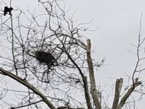 Plângere penală făcută de Garda de Mediu împotriva unei primării din județ, pentru distrugerea unui cuib de cioară