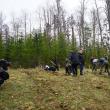 Plantare de arbori la Ocolul Silvic Bisericesc Ilișești, cu voluntarii din ATOS