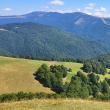 ASFOR: „România trebuie să solicite un buget european dedicat pădurilor”