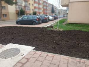 Spațiu verde și bănci, în locul betoanelor, sub geamurile blocurilor din Burdujeni
