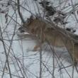 Întâlnire cu un lup într-o pădure din Parcul Național Călimani, filmată