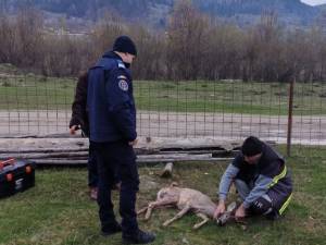 Căprioară rănită, salvată prin implicarea unor veterinari, jandarmi și a celor de la ”Casa lui Patrocle”