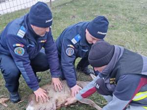 Căprioară rănită, salvată prin implicarea unor veterinari, jandarmi și a celor de la ”Casa lui Patrocle”